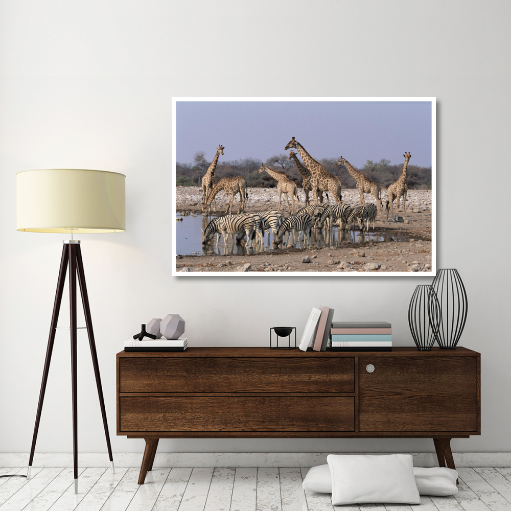 Burchell's Zebra and Giraffe at waterhole, Etosha National Park, Namibia-Paper Art-62&quotx42"
