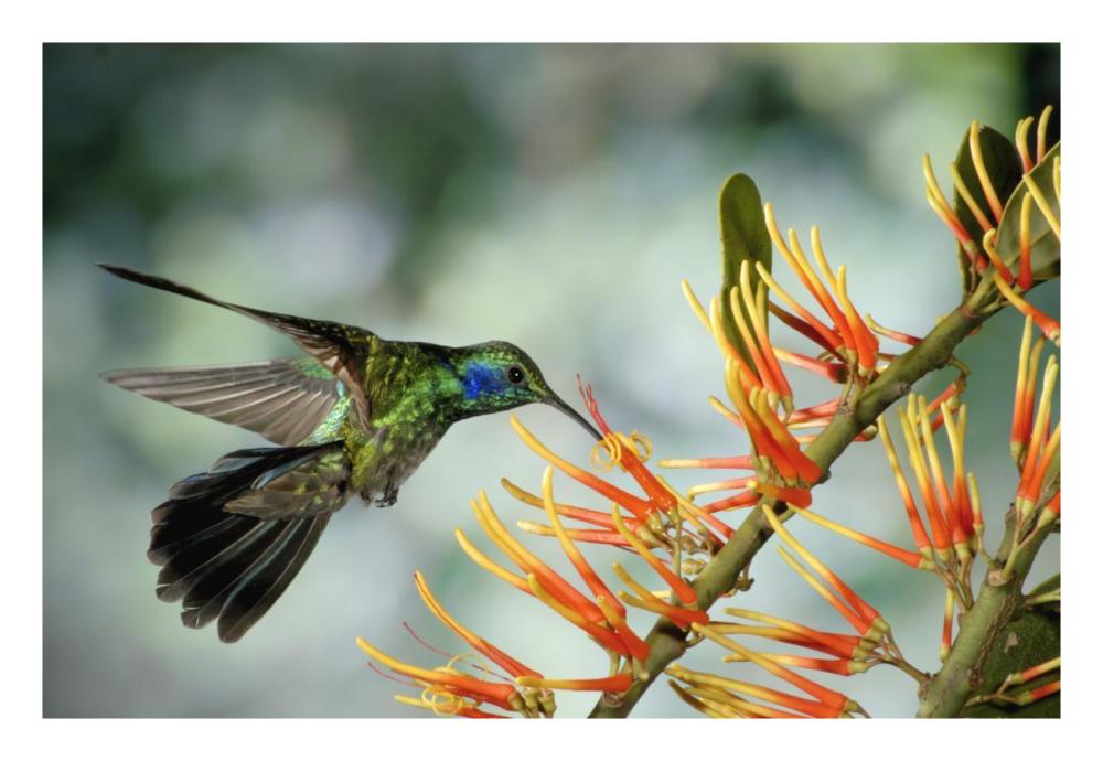 Green Violet-ear hummingbird feeding, Monteverde Cloud Forest, Costa Rica-Paper Art-26"x18"