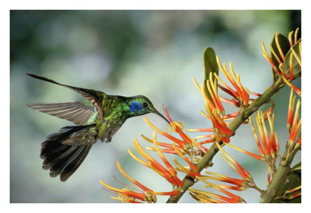 Green Violet-ear hummingbird feeding, Monteverde Cloud Forest, Costa Rica-Paper Art-32"x22"