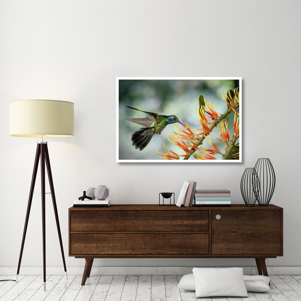 Green Violet-ear hummingbird feeding, Monteverde Cloud Forest, Costa Rica-Paper Art-50&quotx34"