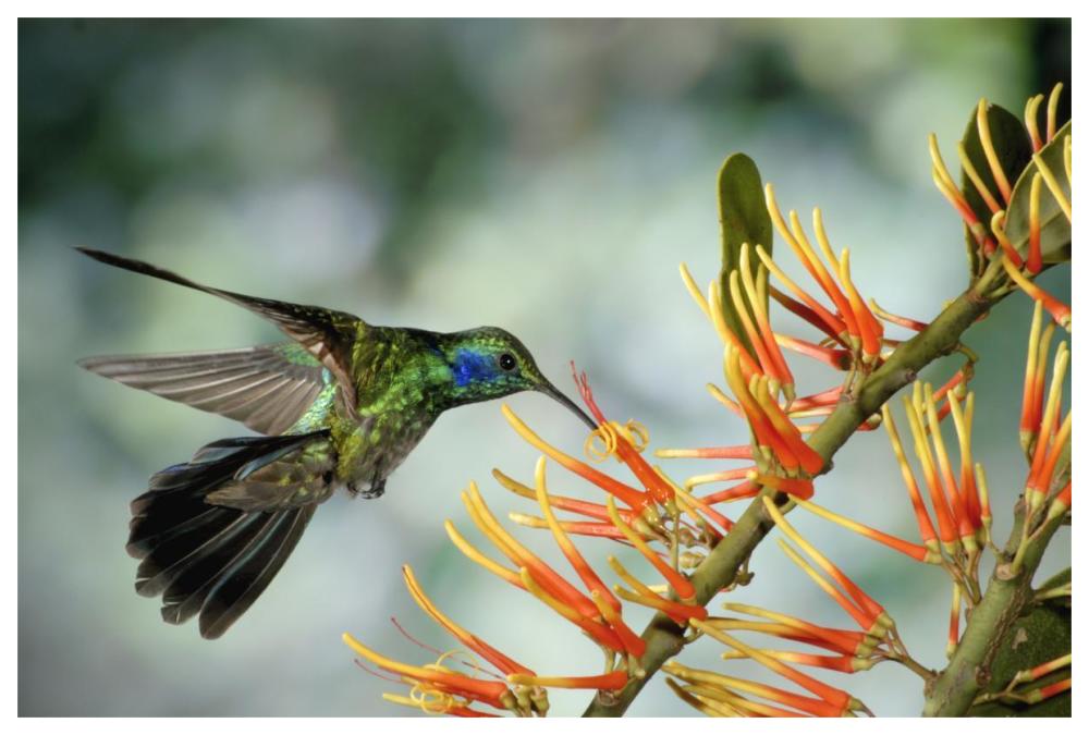 Green Violet-ear hummingbird feeding, Monteverde Cloud Forest, Costa Rica-Paper Art-62"x42"