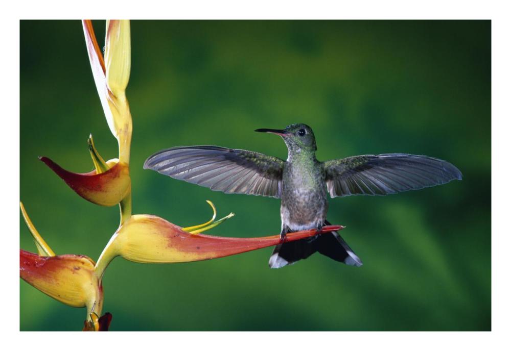 Scaly-breasted Hummingbird near a Heliconia flower in rainforest, Costa Rica-Paper Art-26"x18"