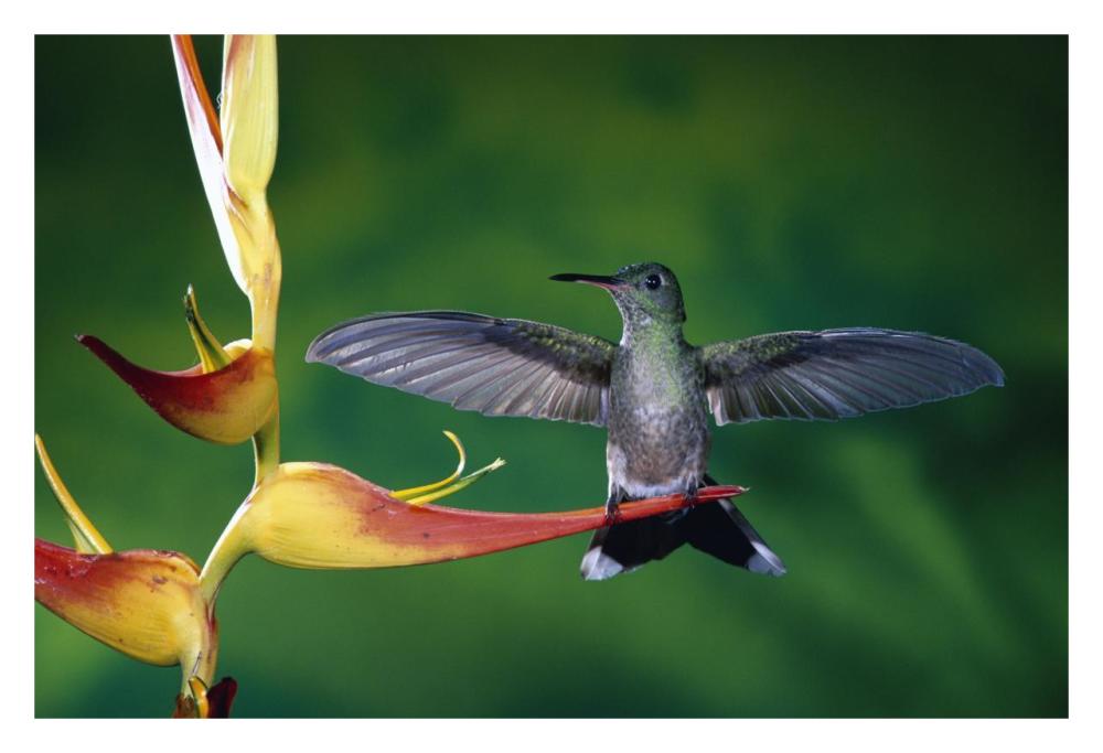 Scaly-breasted Hummingbird near a Heliconia flower in rainforest, Costa Rica-Paper Art-32"x22"