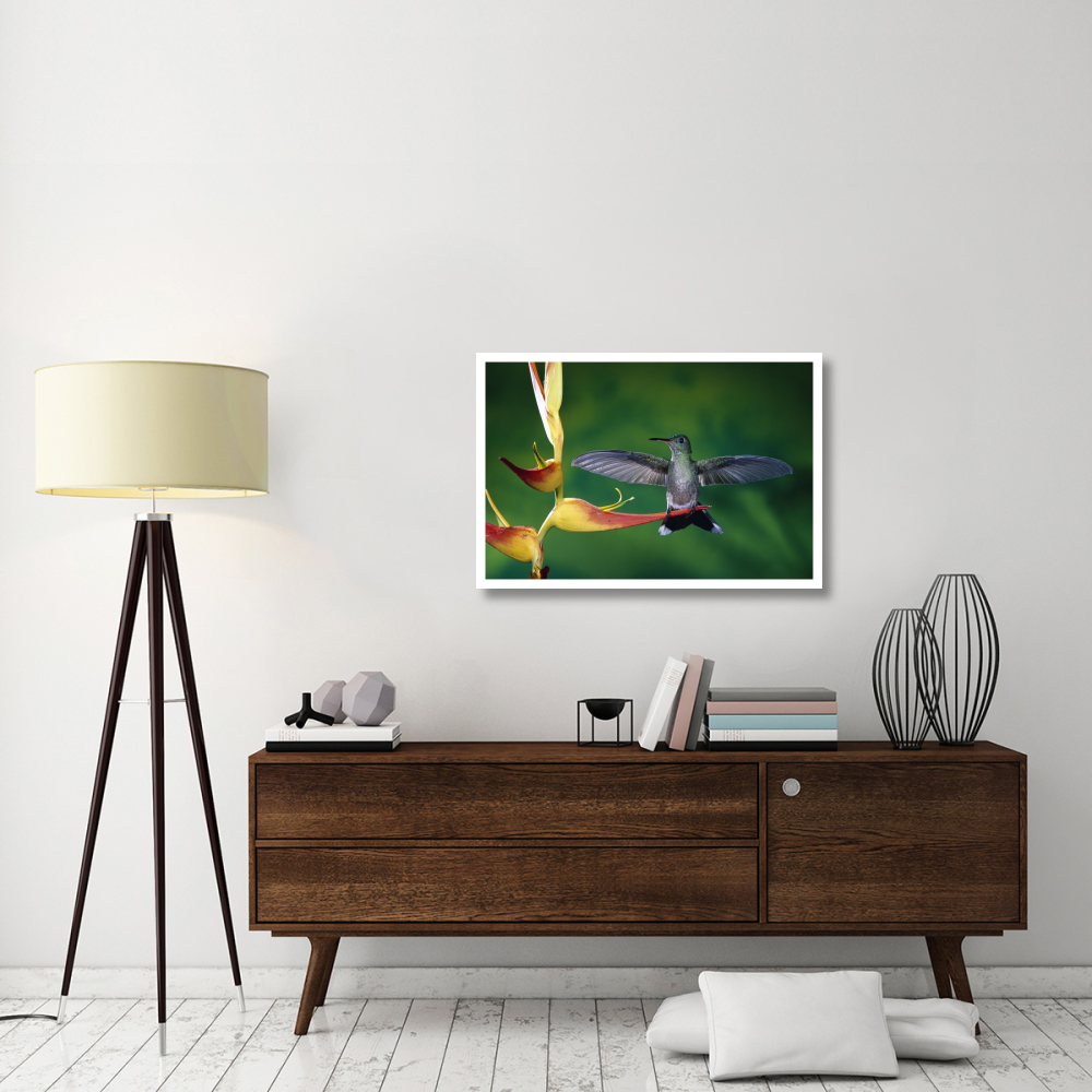 Scaly-breasted Hummingbird near a Heliconia flower in rainforest, Costa Rica-Paper Art-38&quotx26"