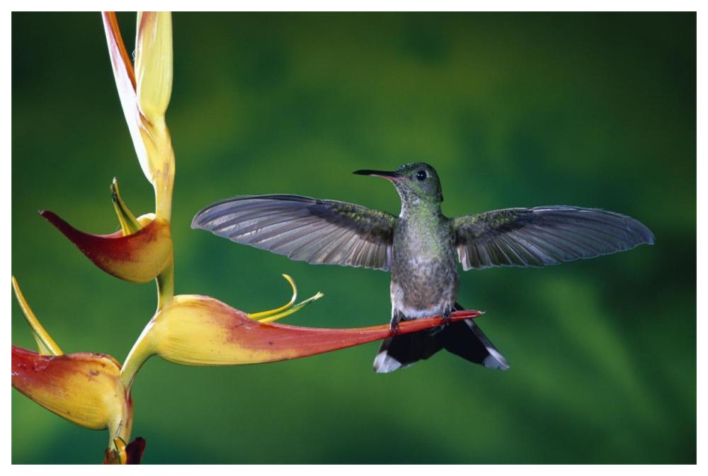 Scaly-breasted Hummingbird near a Heliconia flower in rainforest, Costa Rica-Paper Art-62"x42"