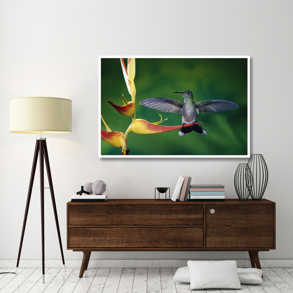 Scaly-breasted Hummingbird near a Heliconia flower in rainforest, Costa Rica-Paper Art-62&quotx42"