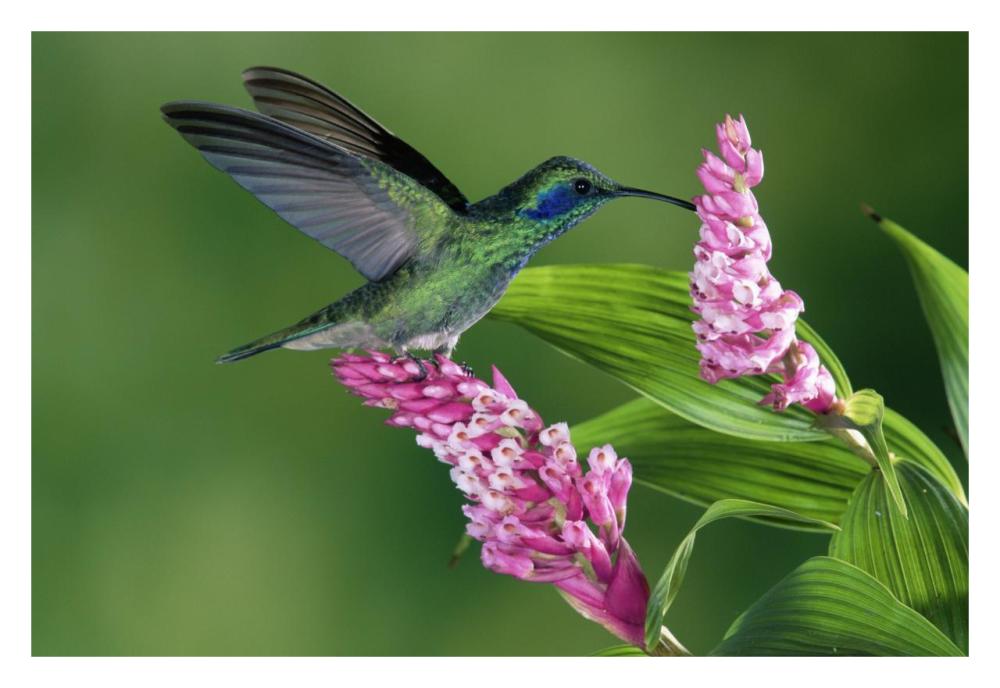 Green Violet-ear hummingbird feeding at and pollinating epiphytic Orchid Costa Rica-Paper Art-32"x22"