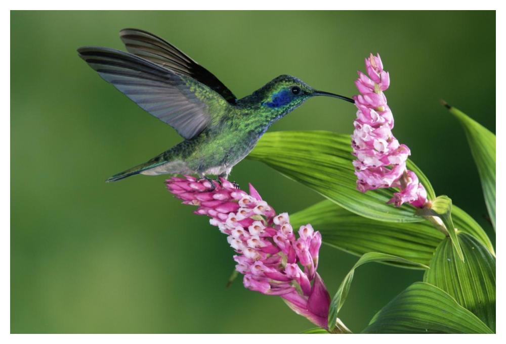 Green Violet-ear hummingbird feeding at and pollinating epiphytic Orchid Costa Rica-Paper Art-50"x34"