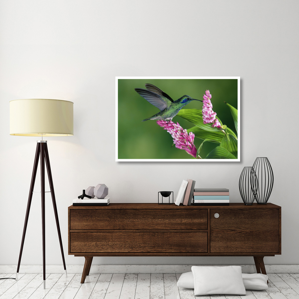 Green Violet-ear hummingbird feeding at and pollinating epiphytic Orchid Costa Rica-Paper Art-50&quotx34"