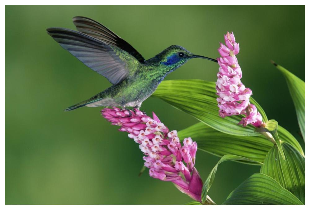 Green Violet-ear hummingbird feeding at and pollinating epiphytic Orchid Costa Rica-Paper Art-62"x42"