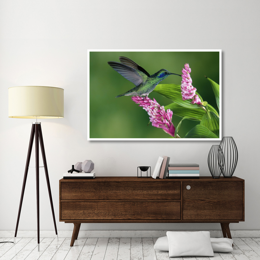 Green Violet-ear hummingbird feeding at and pollinating epiphytic Orchid Costa Rica-Paper Art-62&quotx42"