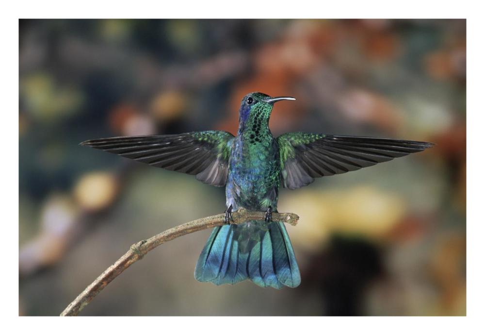 Green Violet-ear hummingbird, perched on branch, Monteverde Cloud Reserve, Costa Rica-Paper Art-26"x18"