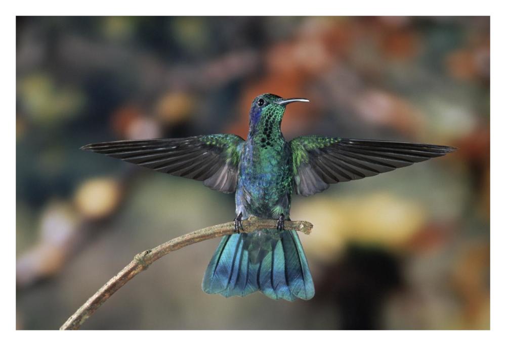 Green Violet-ear hummingbird, perched on branch, Monteverde Cloud Reserve, Costa Rica-Paper Art-32"x22"