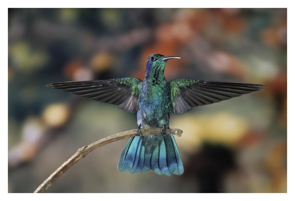Green Violet-ear hummingbird, perched on branch, Monteverde Cloud Reserve, Costa Rica-Paper Art-38"x26"