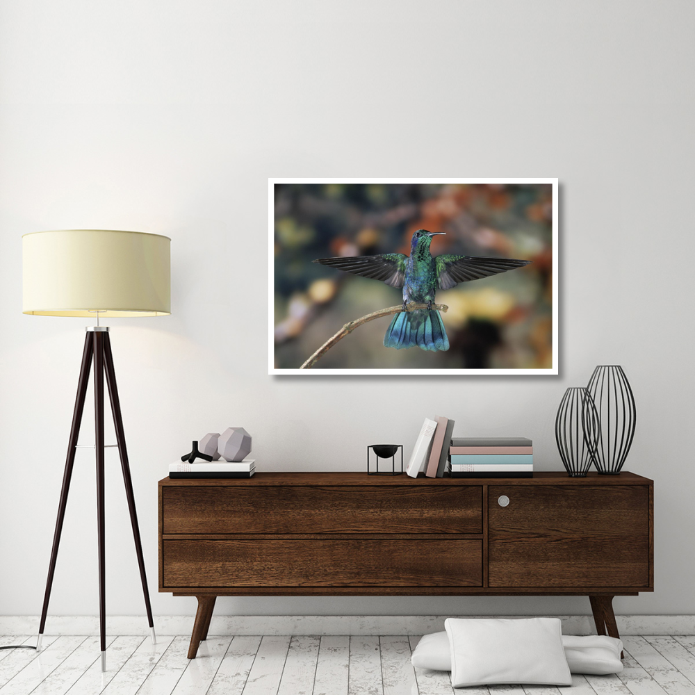 Green Violet-ear hummingbird, perched on branch, Monteverde Cloud Reserve, Costa Rica-Paper Art-50&quotx34"