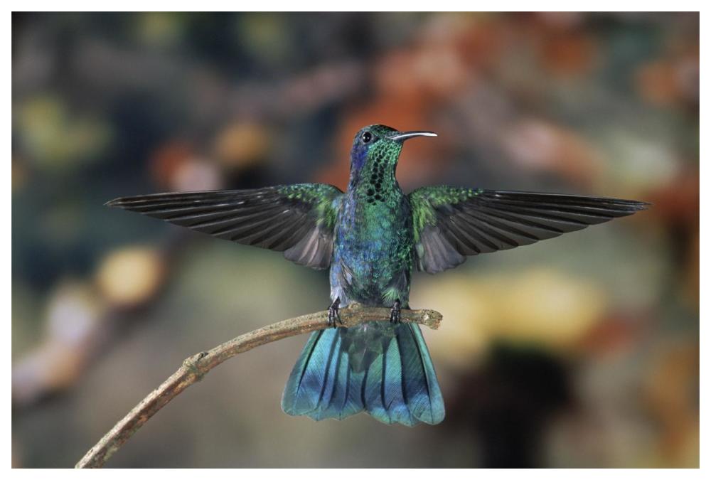 Green Violet-ear hummingbird, perched on branch, Monteverde Cloud Reserve, Costa Rica-Paper Art-62"x42"