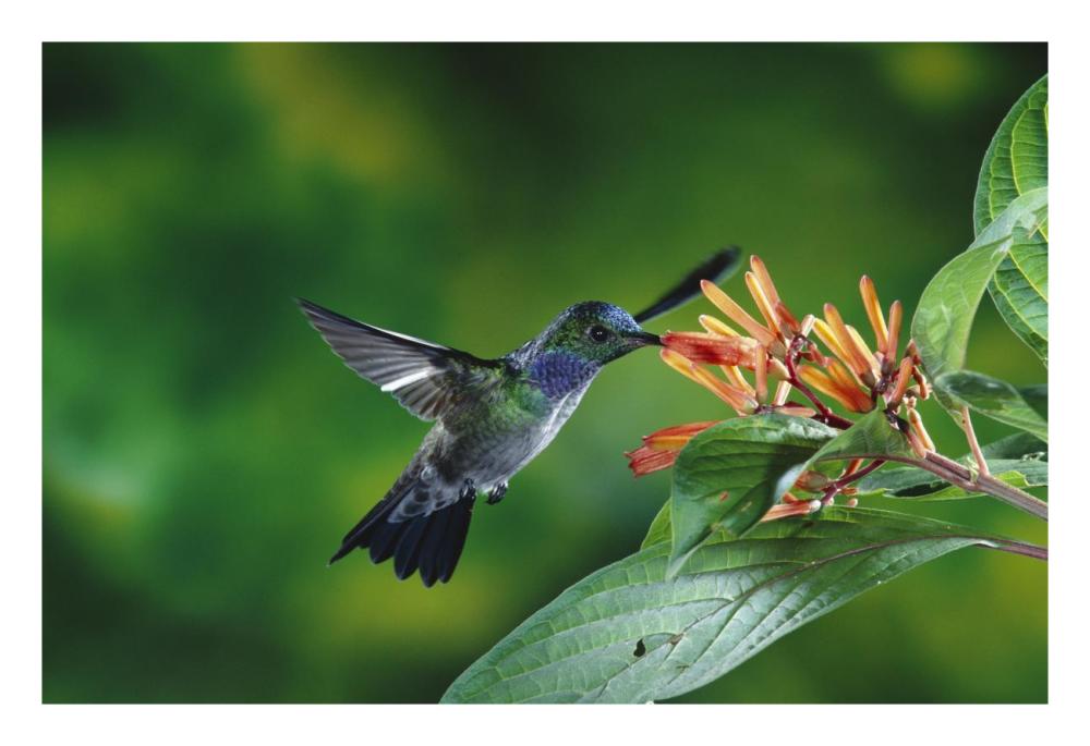 Blue-chested Hummingbird albino male feeding at and pollinating flowers lowland rainforest, Costa Rica-Paper Art-26"x18"