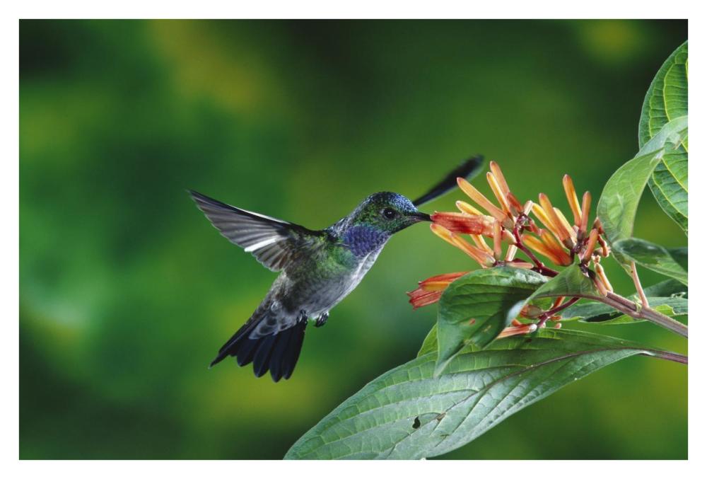 Blue-chested Hummingbird albino male feeding at and pollinating flowers lowland rainforest, Costa Rica-Paper Art-38"x26"