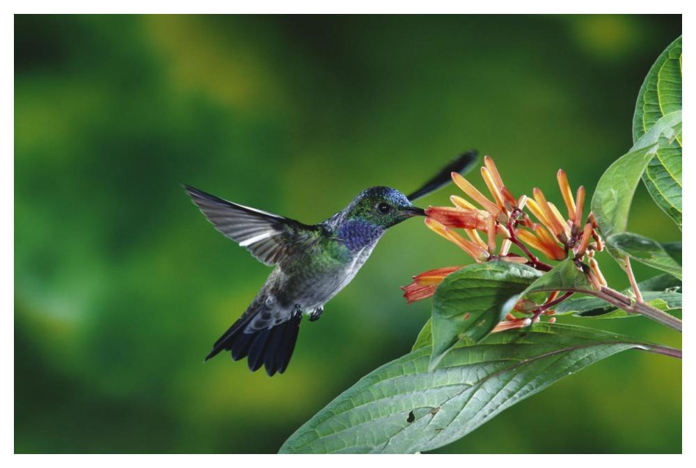 Blue-chested Hummingbird albino male feeding at and pollinating flowers lowland rainforest, Costa Rica-Paper Art-50"x34"