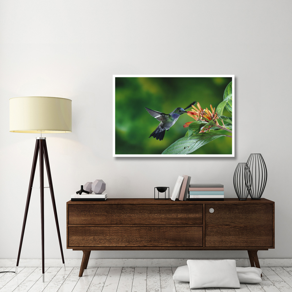 Blue-chested Hummingbird albino male feeding at and pollinating flowers lowland rainforest, Costa Rica-Paper Art-50&quotx34"