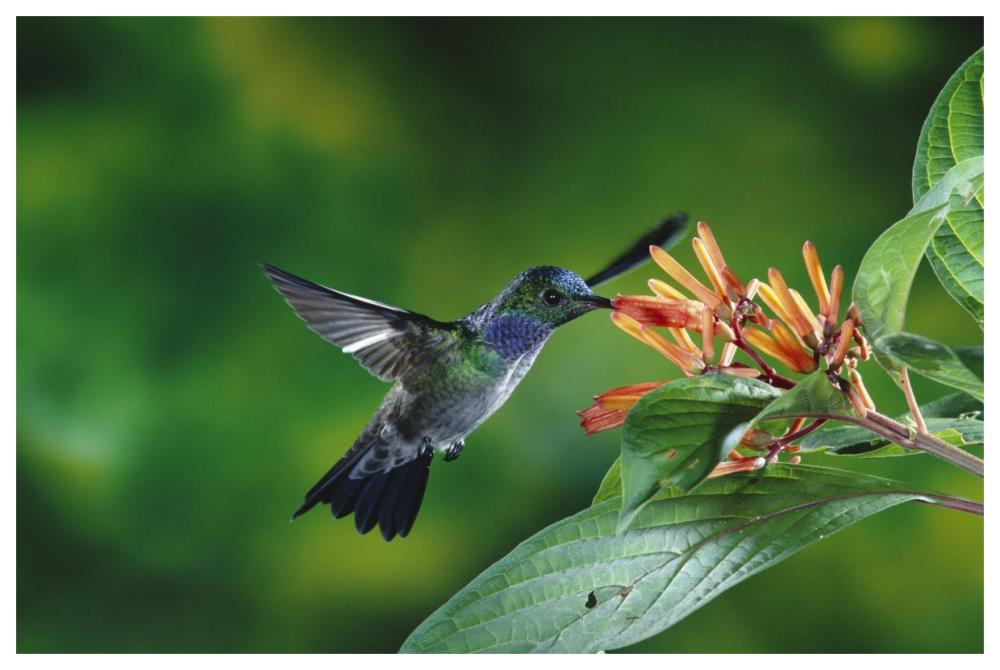 Blue-chested Hummingbird albino male feeding at and pollinating flowers lowland rainforest, Costa Rica-Paper Art-62"x42"