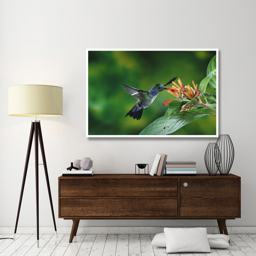 Blue-chested Hummingbird albino male feeding at and pollinating flowers lowland rainforest, Costa Rica-Paper Art-62&quotx42"