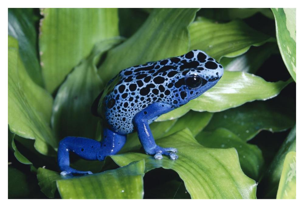 Blue Poison Dart Frog very tiny frog used by Indian tribes to poison tips of arrows, native to South America-Paper Art-20"x14"