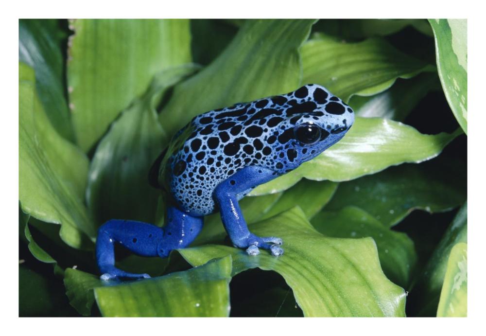 Blue Poison Dart Frog very tiny frog used by Indian tribes to poison tips of arrows, native to South America-Paper Art-26"x18"