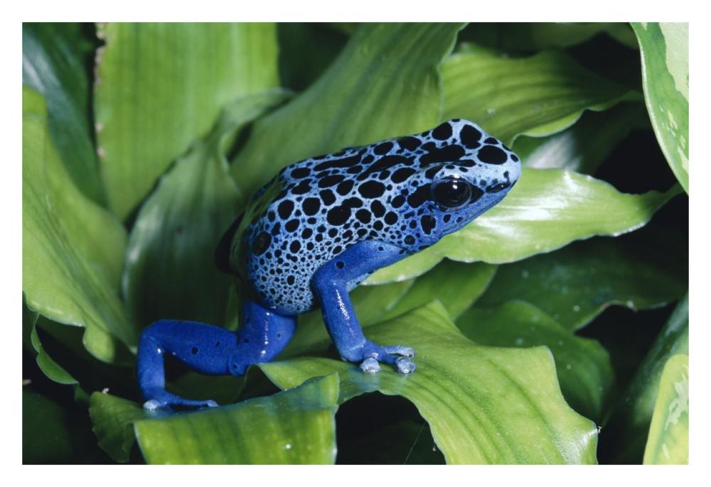 Blue Poison Dart Frog very tiny frog used by Indian tribes to poison tips of arrows, native to South America-Paper Art-32"x22"