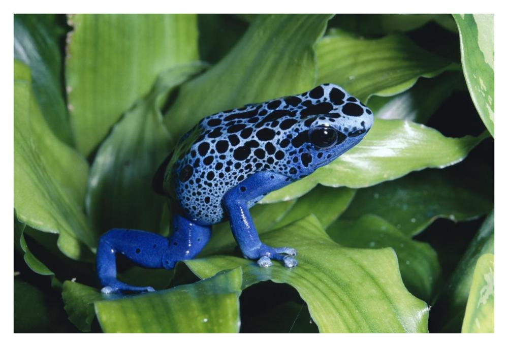 Blue Poison Dart Frog very tiny frog used by Indian tribes to poison tips of arrows, native to South America-Paper Art-38"x26"