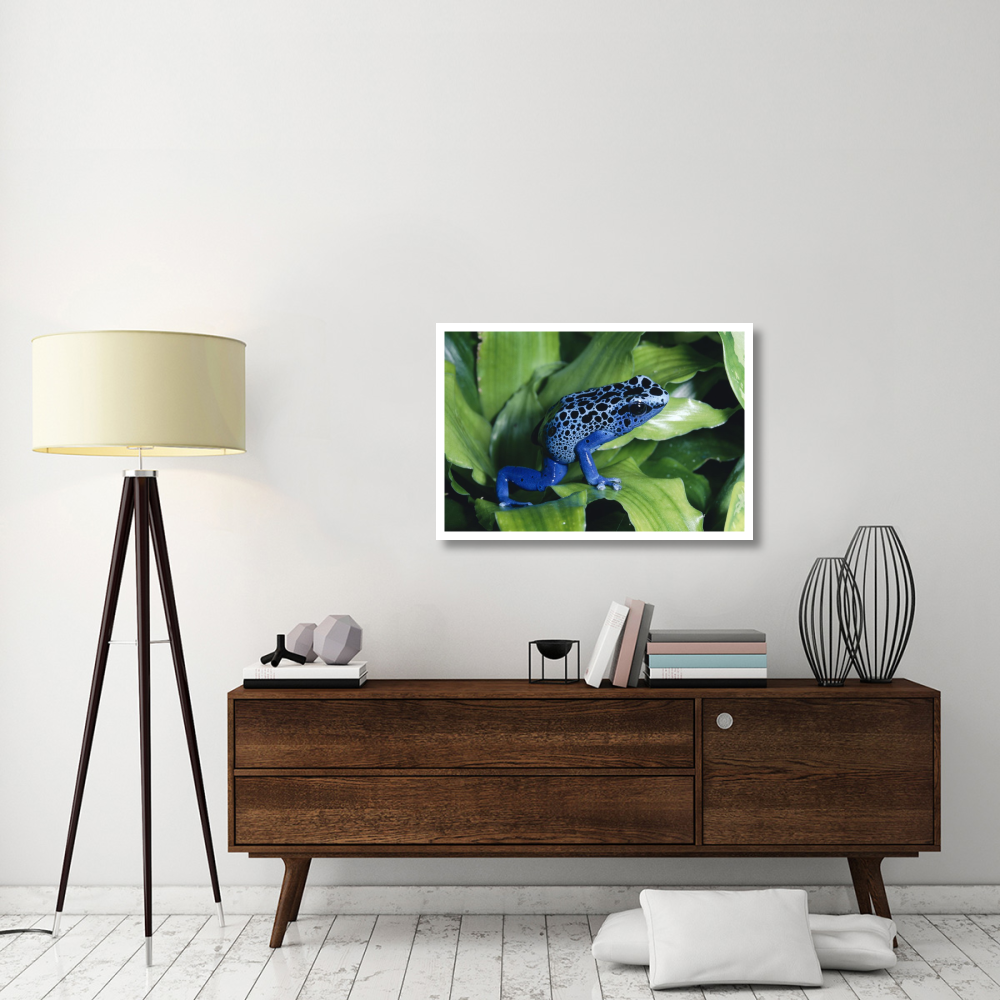 Blue Poison Dart Frog very tiny frog used by Indian tribes to poison tips of arrows, native to South America-Paper Art-38&quotx26"