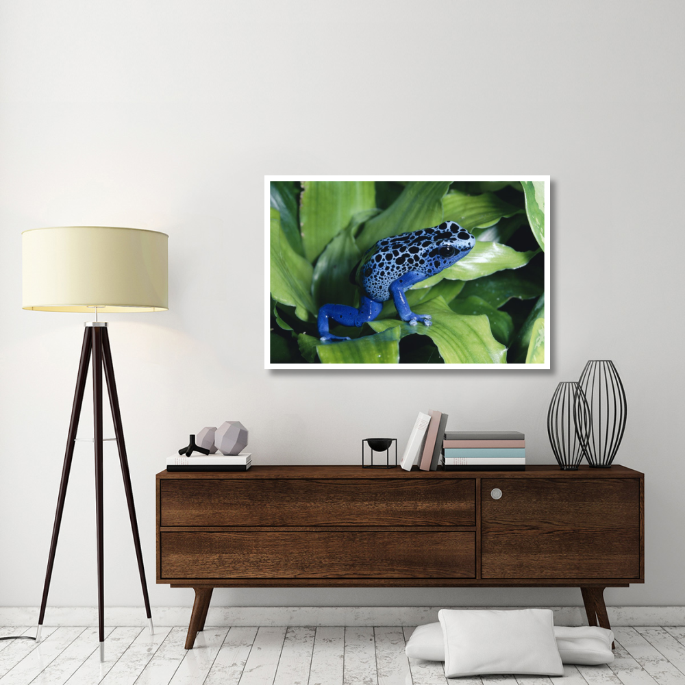 Blue Poison Dart Frog very tiny frog used by Indian tribes to poison tips of arrows, native to South America-Paper Art-50&quotx34"