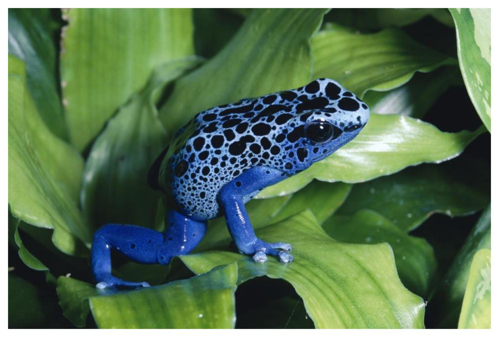 Blue Poison Dart Frog very tiny frog used by Indian tribes to poison tips of arrows, native to South America-Paper Art-62"x42"