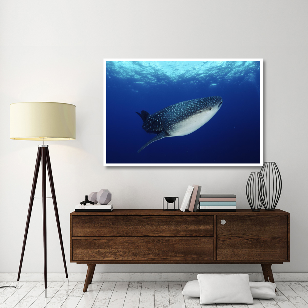 Whale Shark off Christmas Island-Paper Art-62&quotx42"
