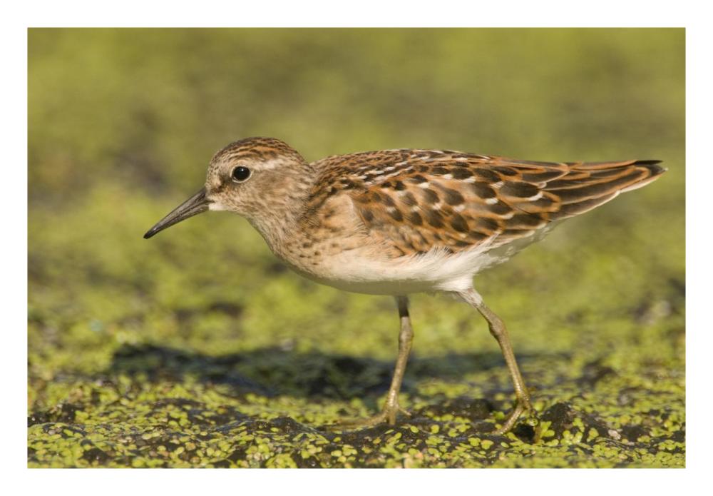 Pectoral Sandpiper, Michigan-Paper Art-26"x18"