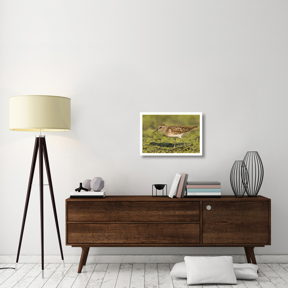 Pectoral Sandpiper, Michigan-Paper Art-26&quotx18"