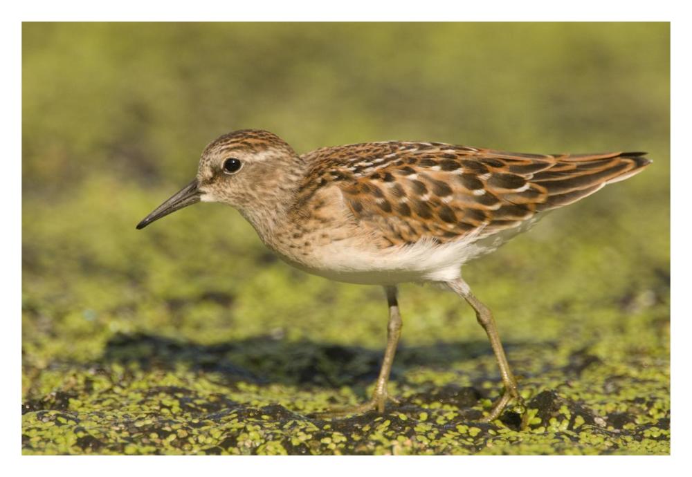 Pectoral Sandpiper, Michigan-Paper Art-32"x22"