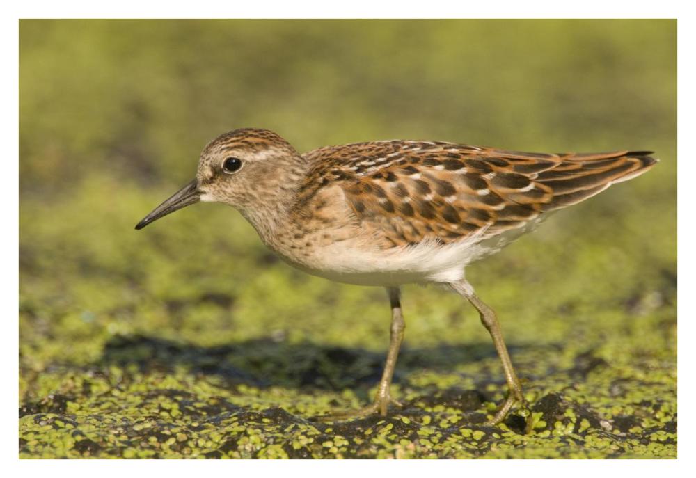 Pectoral Sandpiper, Michigan-Paper Art-38"x26"