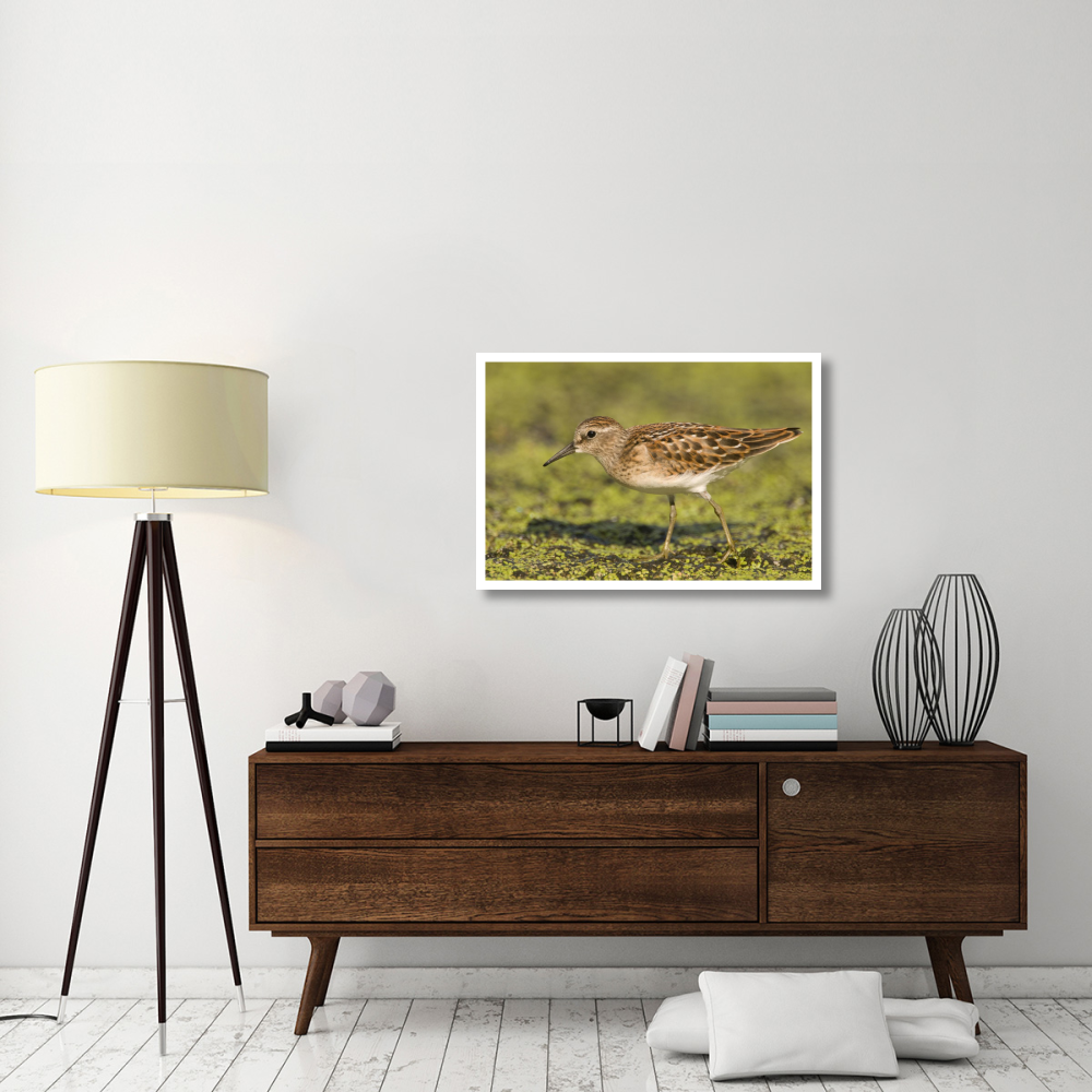 Pectoral Sandpiper, Michigan-Paper Art-38&quotx26"