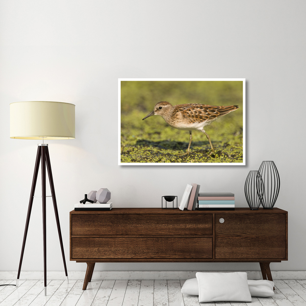 Pectoral Sandpiper, Michigan-Paper Art-50&quotx34"