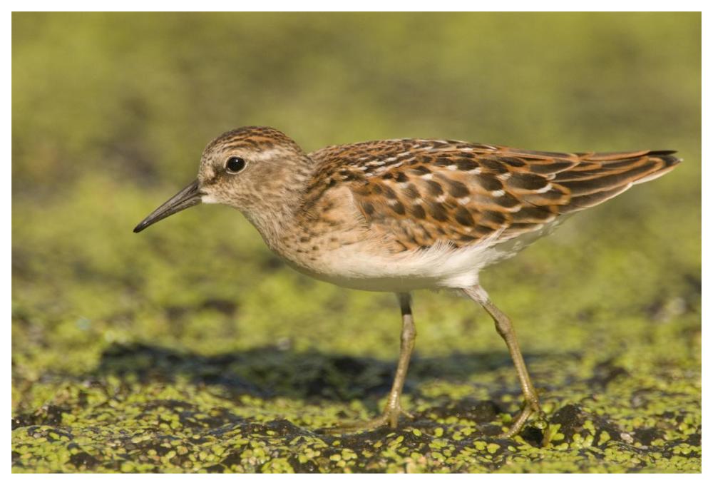 Pectoral Sandpiper, Michigan-Paper Art-62"x42"