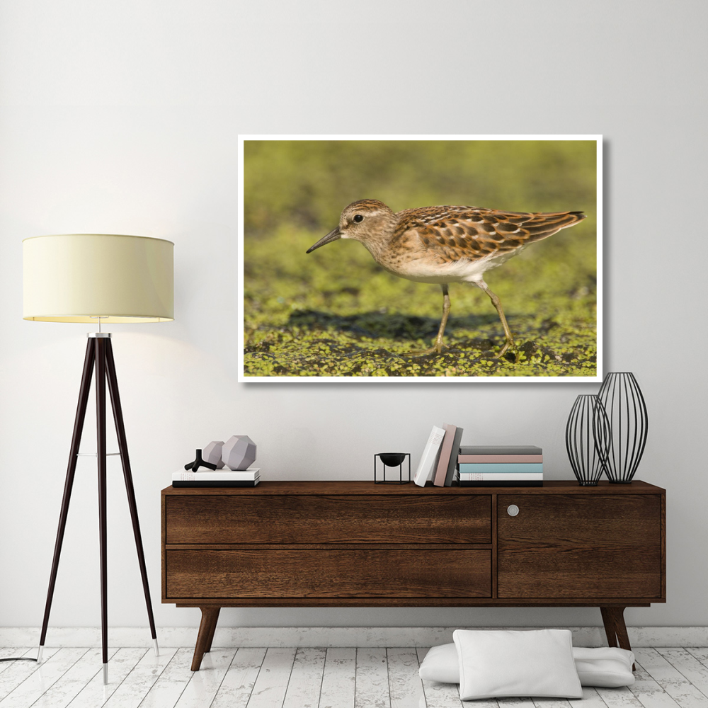 Pectoral Sandpiper, Michigan-Paper Art-62&quotx42"