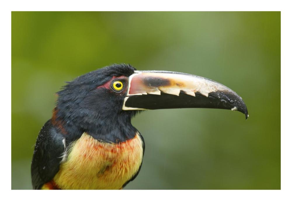 Collared Aracari, Costa Rica-Paper Art-26"x18"