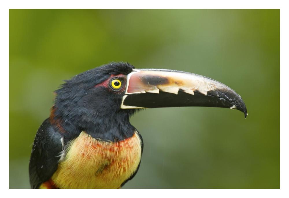 Collared Aracari, Costa Rica-Paper Art-32"x22"