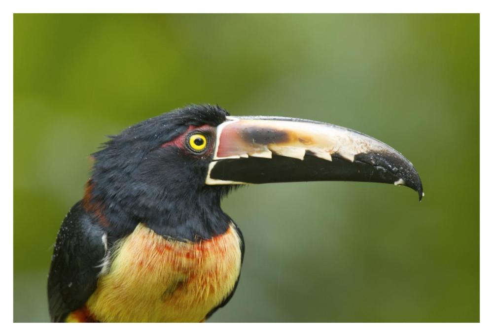 Collared Aracari, Costa Rica-Paper Art-38"x26"
