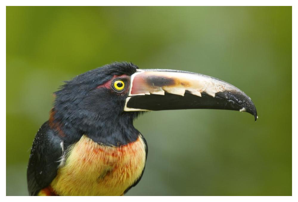 Collared Aracari, Costa Rica-Paper Art-50"x34"