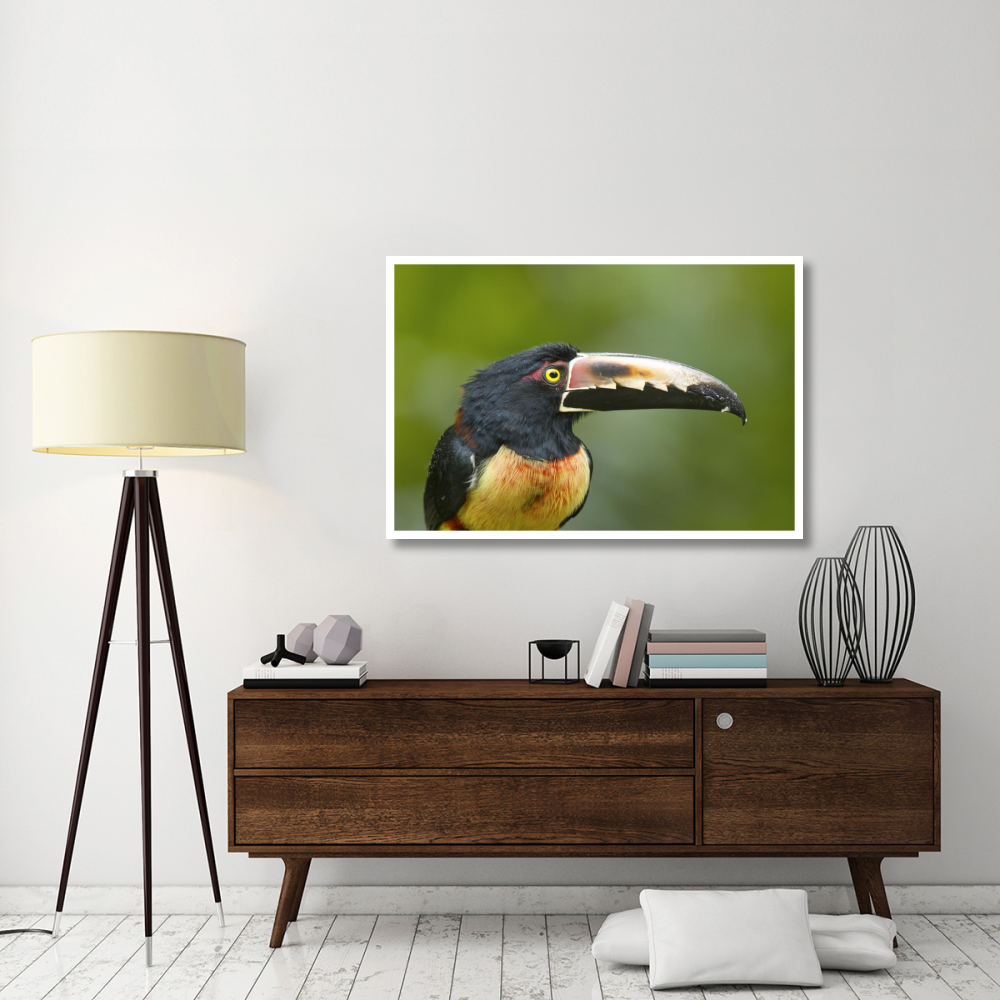 Collared Aracari, Costa Rica-Paper Art-50&quotx34"