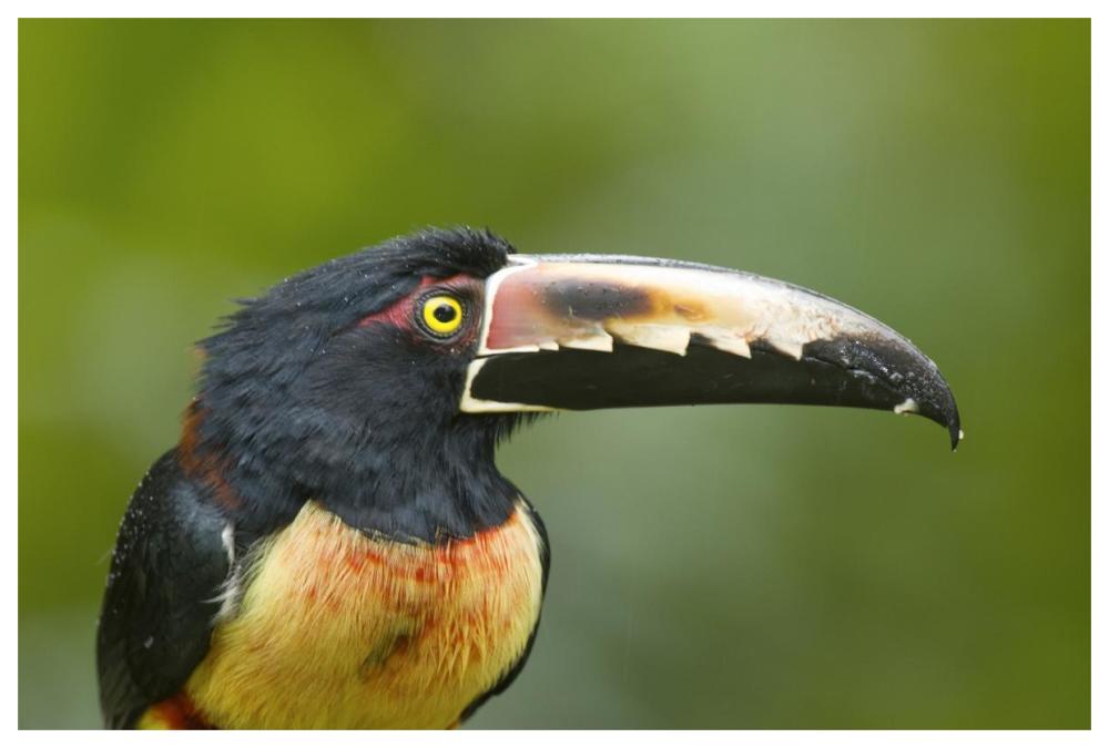 Collared Aracari, Costa Rica-Paper Art-62"x42"