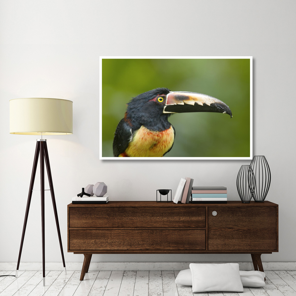 Collared Aracari, Costa Rica-Paper Art-62&quotx42"