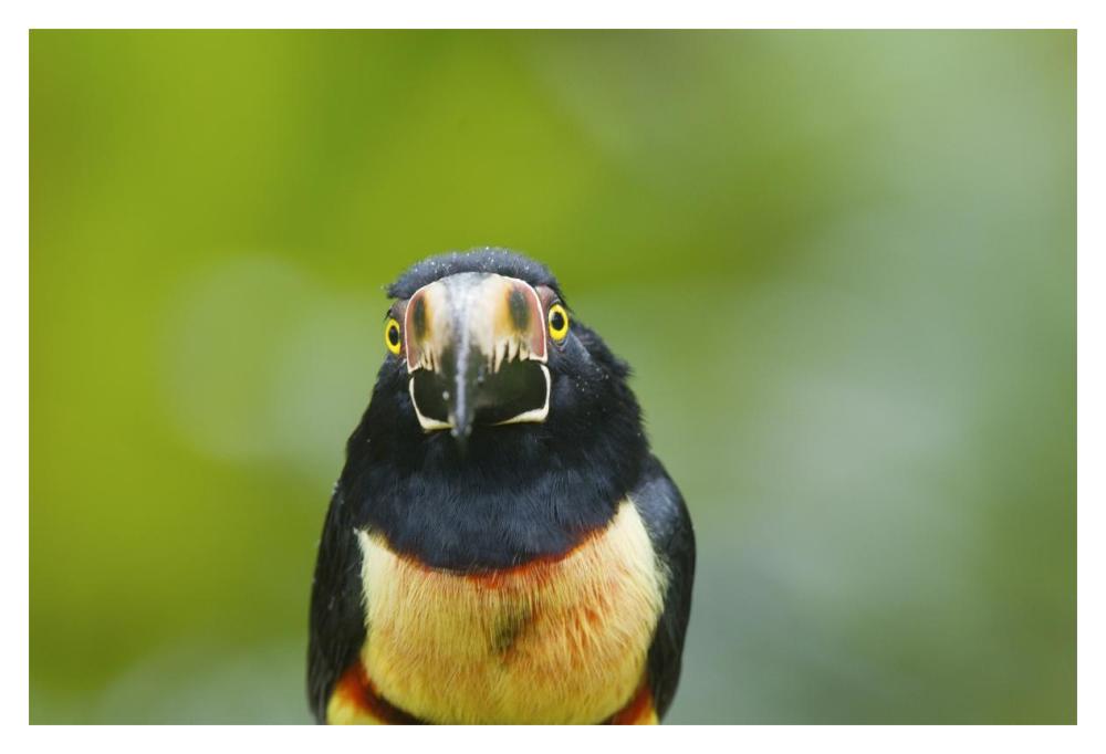 Collared Aracari, Costa Rica-Paper Art-20"x14"